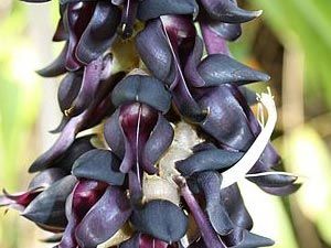 Pianta di Mucuna pruriens