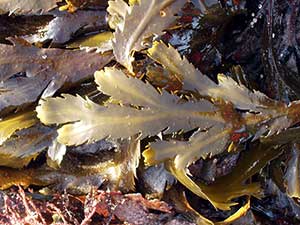 l'alga fucus di colore giallognolo