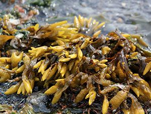 l'alga fucus