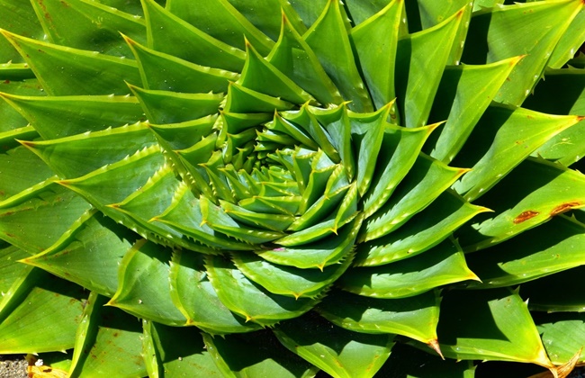 aloe-vera-phytocomplex-trattamento