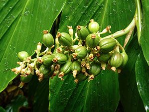 pianta di caffè verde