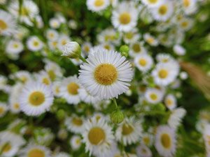 fiori di camomilla