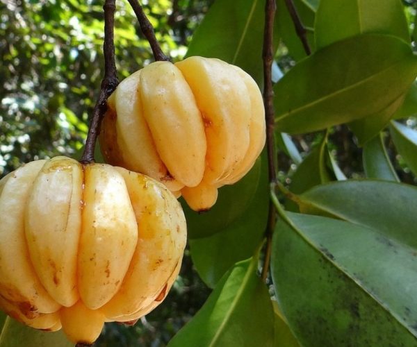 frutti di garcinia cambogia su un albero