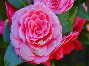 Camelia in fiore