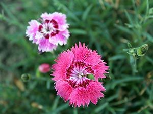 Fiore dei chiodi di garofano