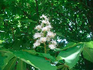 fiori di ippocastano