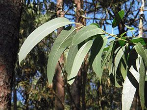 foglie di eucalipto