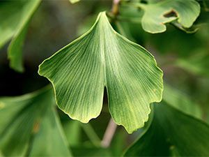 foglie di ginkgo