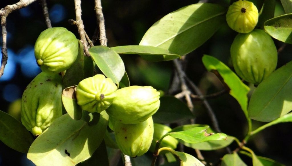 frutti di garcinia cambogia