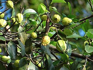 pianta di garcinia cambogia