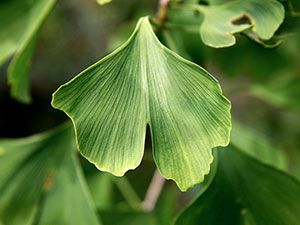 pianta ginko biloba