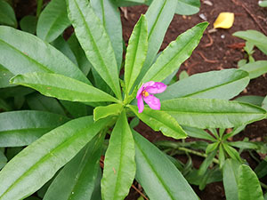 la pianta di ginseng