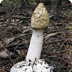 fungo phallus impudicus