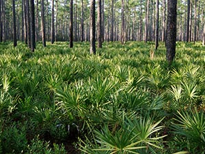 piante di serenoa del sud america