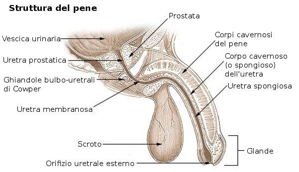 struttura del pene