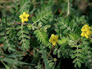 Fiore tribulus terrestris