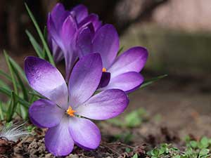 fiore di zafferano